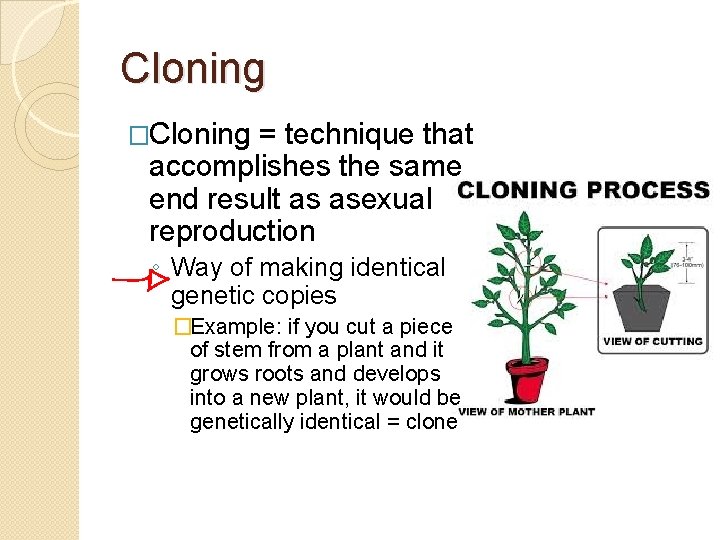 Cloning �Cloning = technique that accomplishes the same end result as asexual reproduction ◦