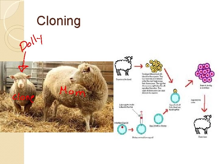 Cloning 