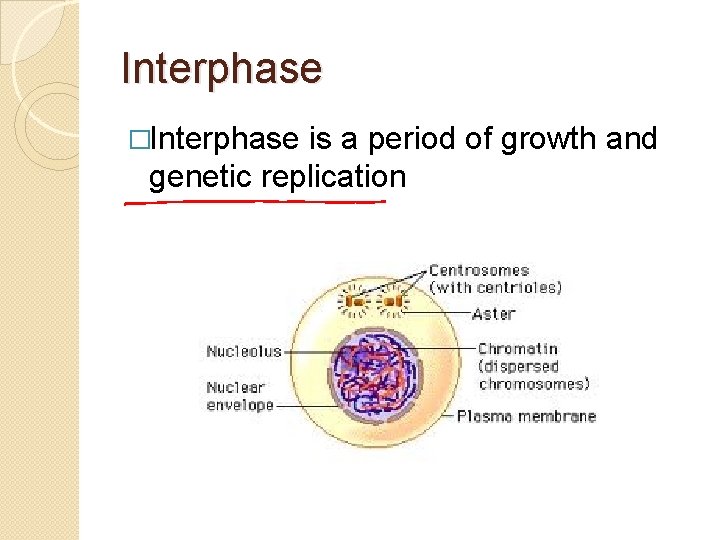 Interphase �Interphase is a period of growth and genetic replication 