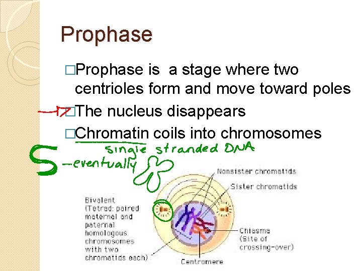 Prophase �Prophase is a stage where two centrioles form and move toward poles �The