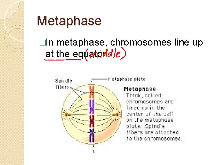 Metaphase �In metaphase, chromosomes line up at the equator 