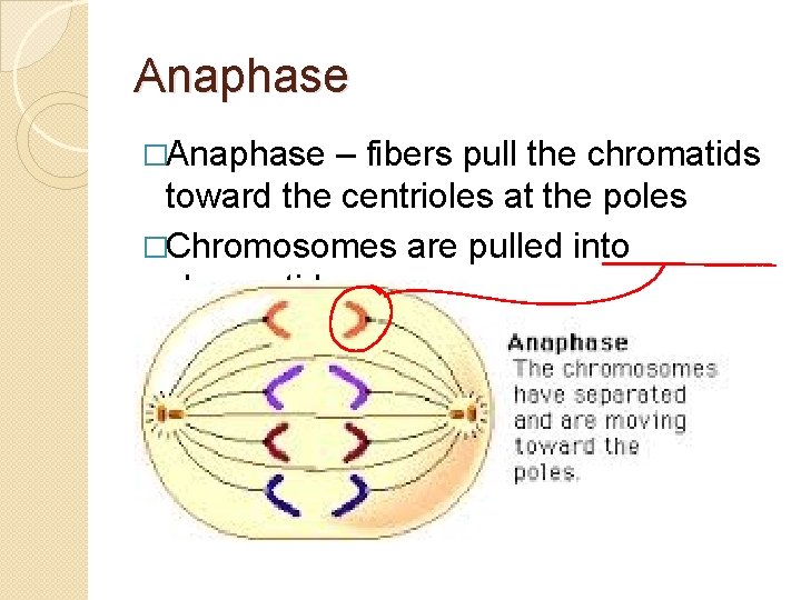 Anaphase �Anaphase – fibers pull the chromatids toward the centrioles at the poles �Chromosomes