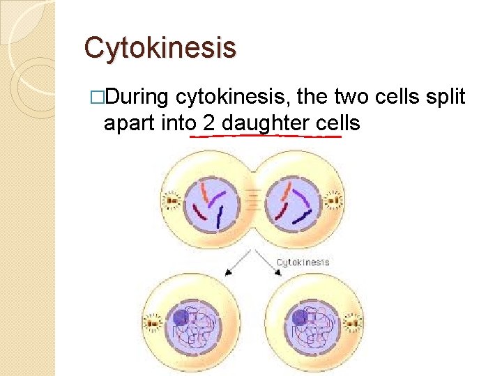 Cytokinesis �During cytokinesis, the two cells split apart into 2 daughter cells 