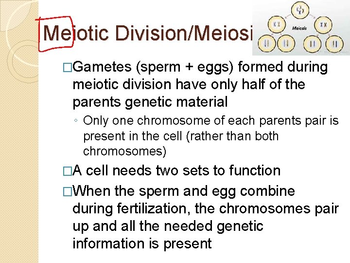 Meiotic Division/Meiosis �Gametes (sperm + eggs) formed during meiotic division have only half of