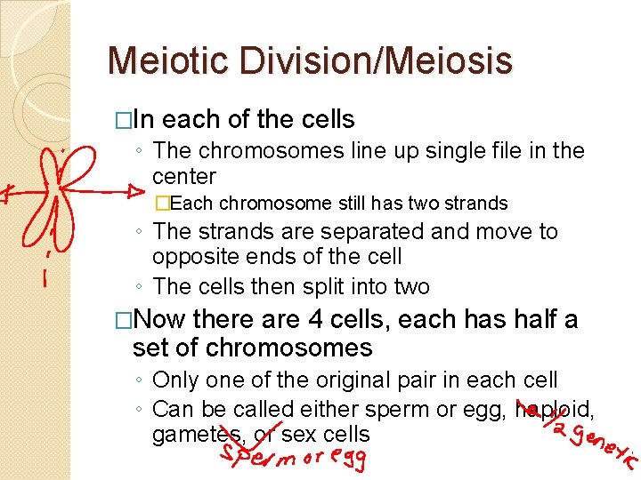 Meiotic Division/Meiosis �In each of the cells ◦ The chromosomes line up single file