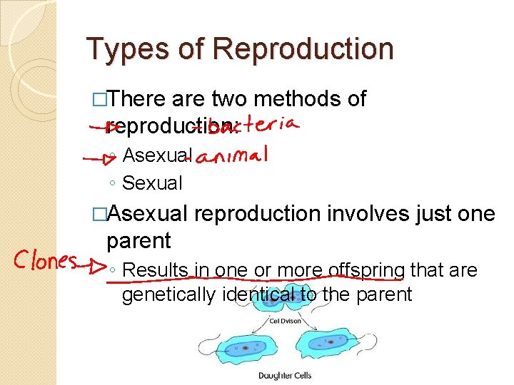 Types of Reproduction �There are two methods of reproduction: ◦ Asexual ◦ Sexual �Asexual