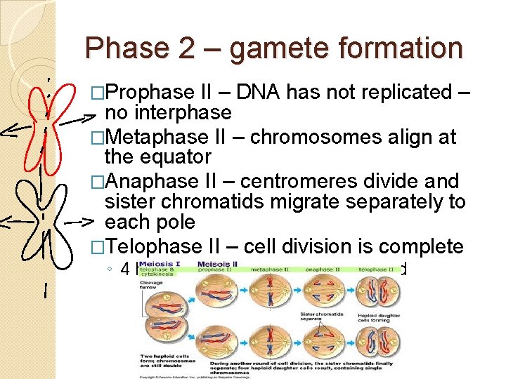 Phase 2 – gamete formation �Prophase II – DNA has not replicated – no