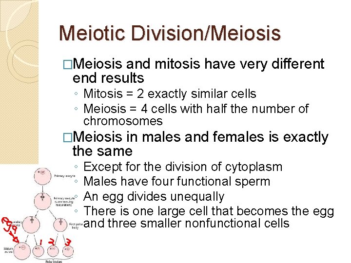 Meiotic Division/Meiosis �Meiosis and mitosis have very different end results ◦ Mitosis = 2