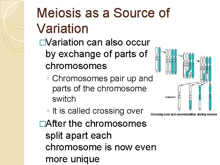 Meiosis as a Source of Variation �Variation can also occur by exchange of parts