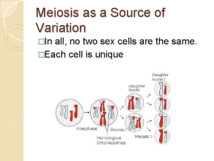 Meiosis as a Source of Variation �In all, no two sex cells are the