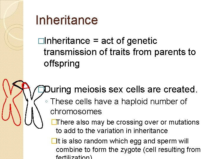 Inheritance �Inheritance = act of genetic transmission of traits from parents to offspring �During