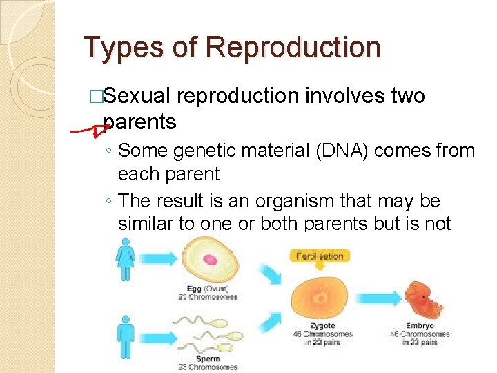 Types of Reproduction �Sexual reproduction involves two parents ◦ Some genetic material (DNA) comes