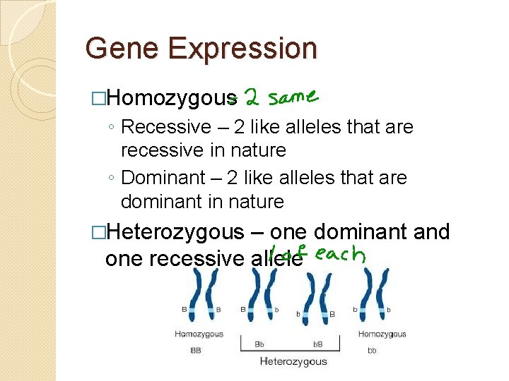 Gene Expression �Homozygous ◦ Recessive – 2 like alleles that are recessive in nature