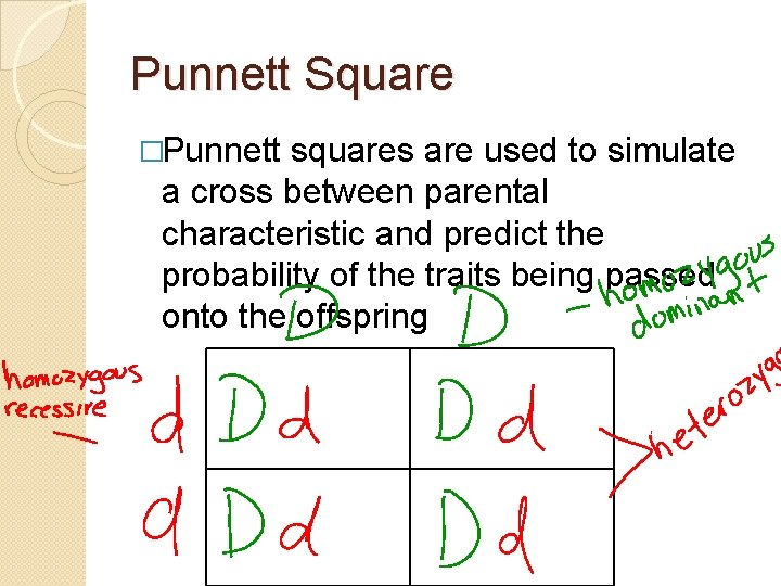 Punnett Square �Punnett squares are used to simulate a cross between parental characteristic and