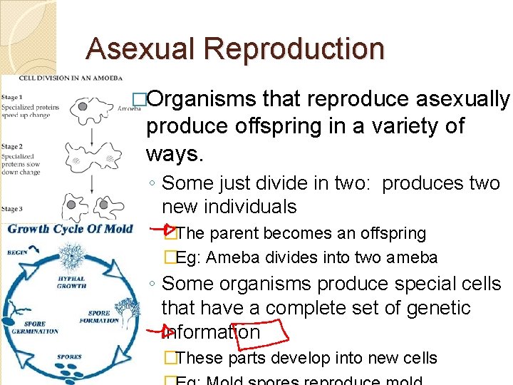 Asexual Reproduction �Organisms that reproduce asexually produce offspring in a variety of ways. ◦