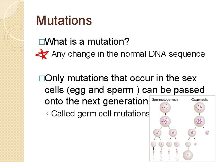 Mutations �What is a mutation? ◦ Any change in the normal DNA sequence �Only