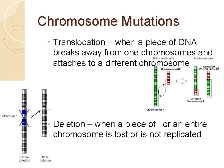 Chromosome Mutations ◦ Translocation – when a piece of DNA breaks away from one