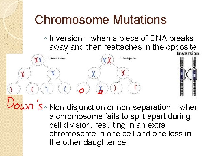 Chromosome Mutations ◦ Inversion – when a piece of DNA breaks away and then