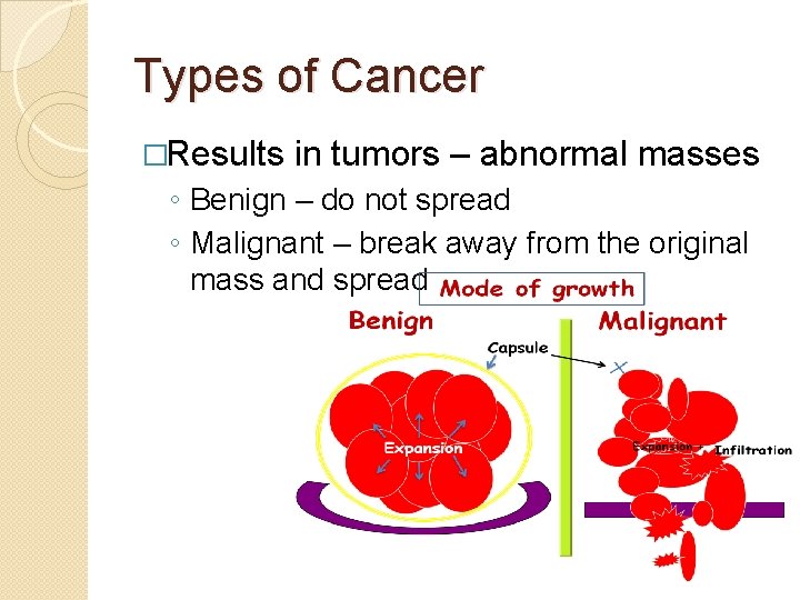 Types of Cancer �Results in tumors – abnormal masses ◦ Benign – do not