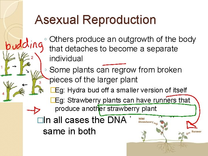 Asexual Reproduction ◦ Others produce an outgrowth of the body that detaches to become