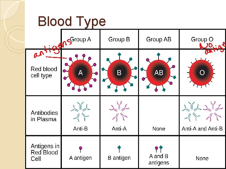 Blood Type 