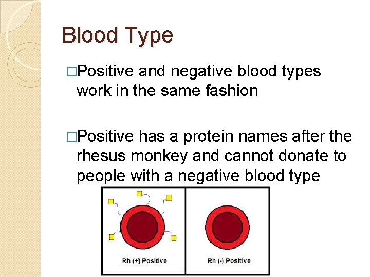 Blood Type �Positive and negative blood types work in the same fashion �Positive has