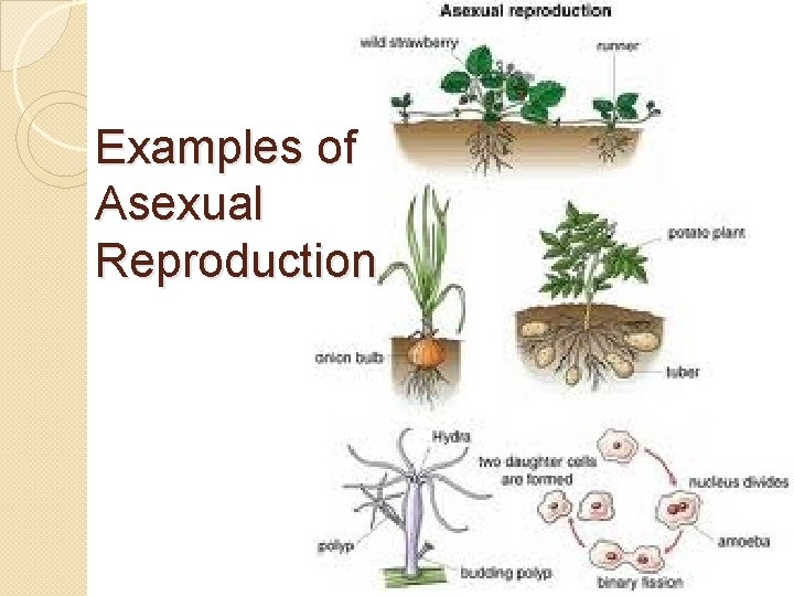 Examples of Asexual Reproduction 