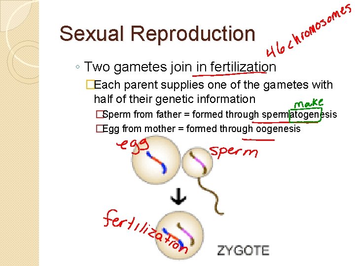 Sexual Reproduction ◦ Two gametes join in fertilization �Each parent supplies one of the