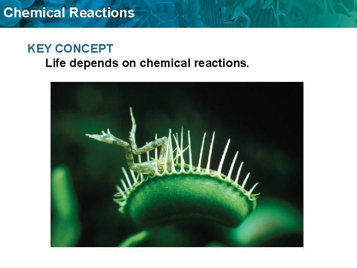 Chemical Reactions KEY CONCEPT Life depends on chemical reactions. 