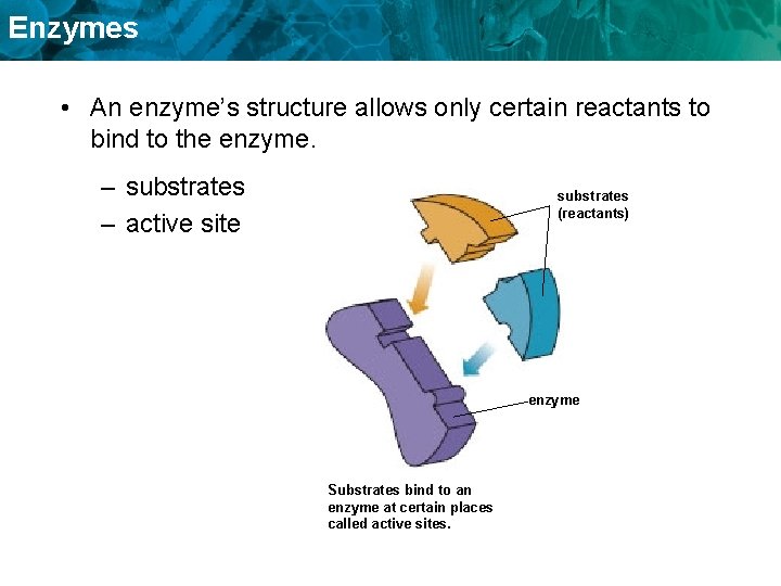 Enzymes • An enzyme’s structure allows only certain reactants to bind to the enzyme.