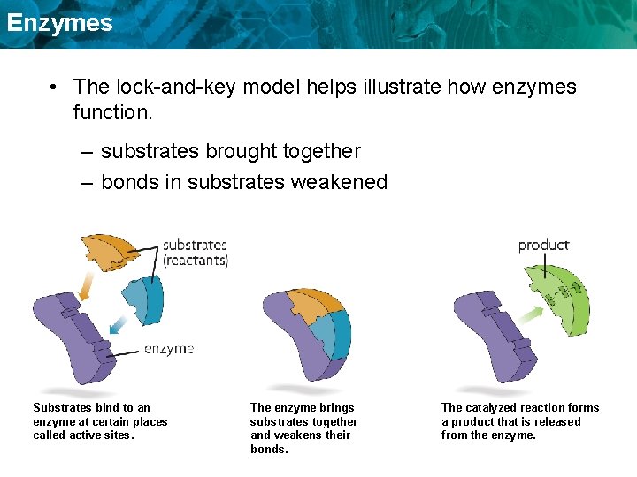 Enzymes • The lock-and-key model helps illustrate how enzymes function. – substrates brought together