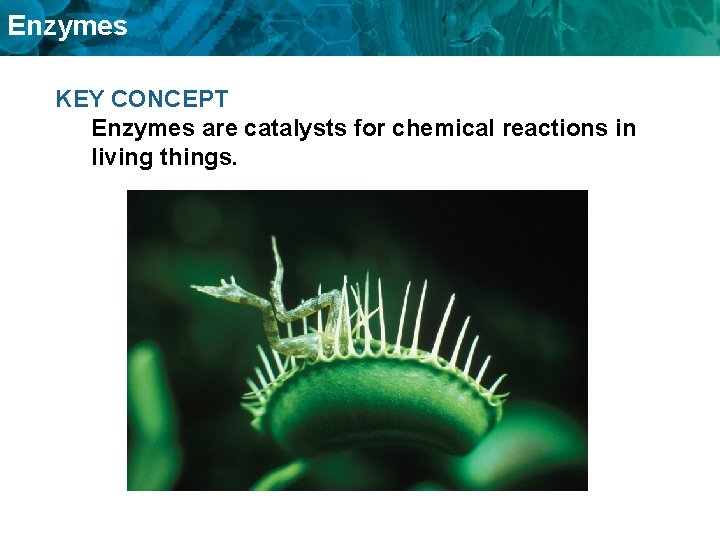 Enzymes KEY CONCEPT Enzymes are catalysts for chemical reactions in living things. 