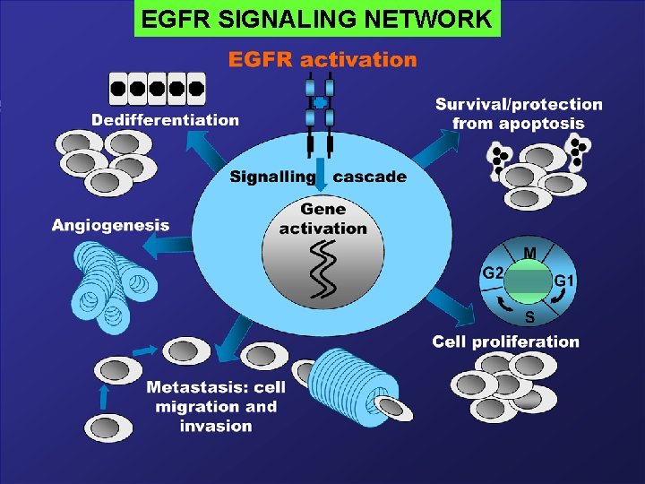 EGFR SIGNALING NETWORK 