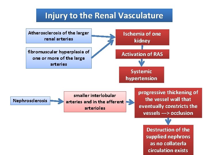 Injury to the Renal Vasculature Atherosclerosis of the larger renal arteries Ischemia of one