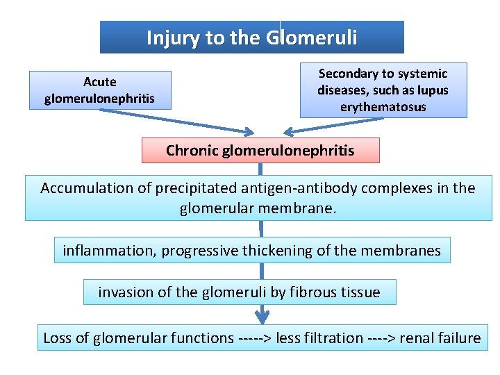 Injury to the Glomeruli Acute glomerulonephritis Secondary to systemic diseases, such as lupus erythematosus