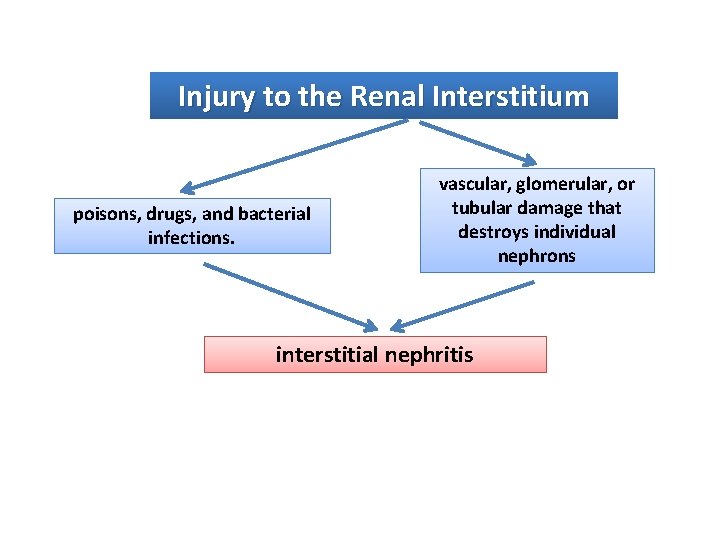 Injury to the Renal Interstitium poisons, drugs, and bacterial infections. vascular, glomerular, or tubular
