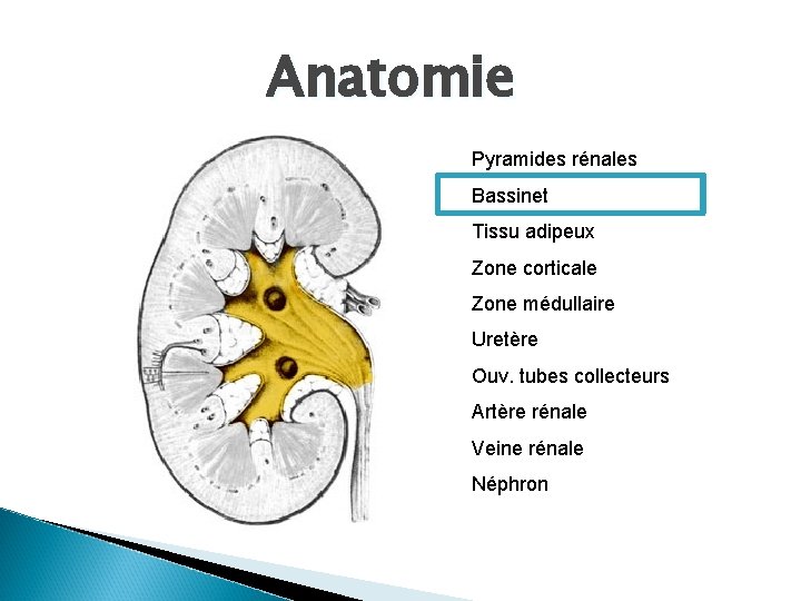 Anatomie Pyramides rénales Bassinet Tissu adipeux Zone corticale Zone médullaire Uretère Ouv. tubes collecteurs