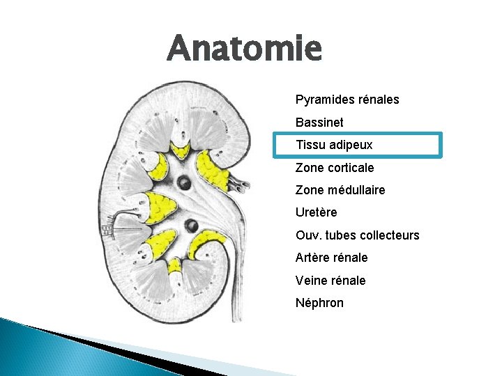 Anatomie Pyramides rénales Bassinet Tissu adipeux Zone corticale Zone médullaire Uretère Ouv. tubes collecteurs