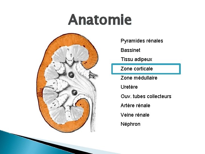 Anatomie Pyramides rénales Bassinet Tissu adipeux Zone corticale Zone médullaire Uretère Ouv. tubes collecteurs