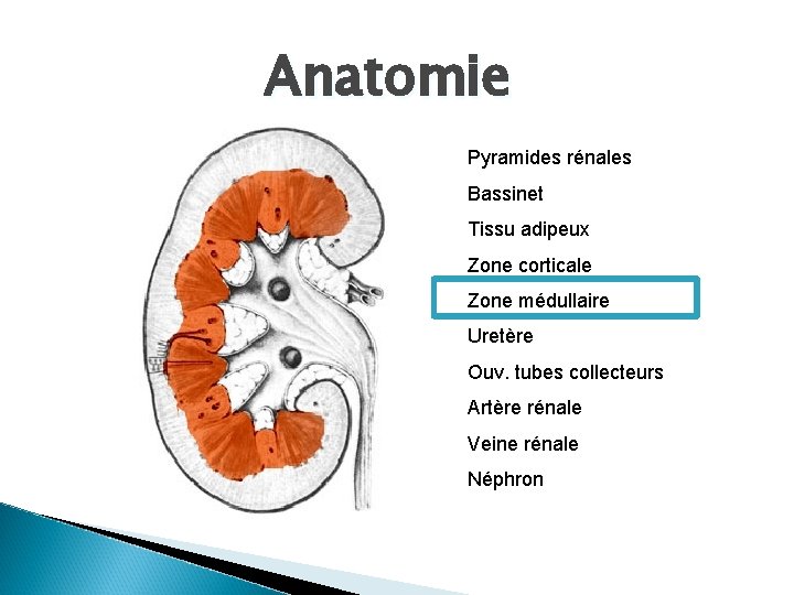 Anatomie Pyramides rénales Bassinet Tissu adipeux Zone corticale Zone médullaire Uretère Ouv. tubes collecteurs