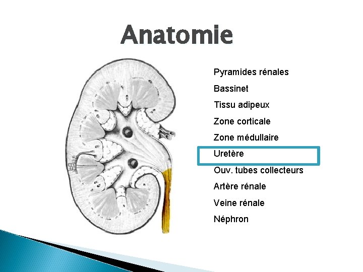 Anatomie Pyramides rénales Bassinet Tissu adipeux Zone corticale Zone médullaire Uretère Ouv. tubes collecteurs