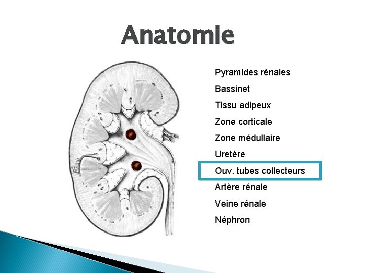 Anatomie Pyramides rénales Bassinet Tissu adipeux Zone corticale Zone médullaire Uretère Ouv. tubes collecteurs