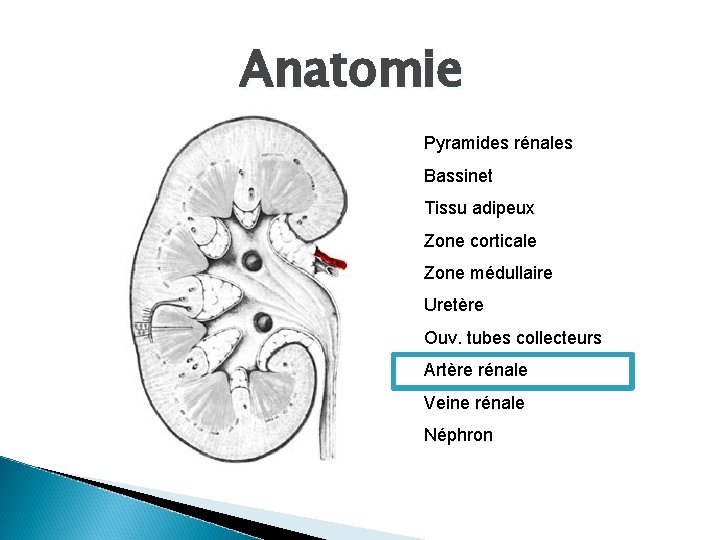 Anatomie Pyramides rénales Bassinet Tissu adipeux Zone corticale Zone médullaire Uretère Ouv. tubes collecteurs