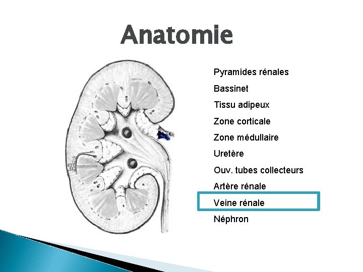 Anatomie Pyramides rénales Bassinet Tissu adipeux Zone corticale Zone médullaire Uretère Ouv. tubes collecteurs