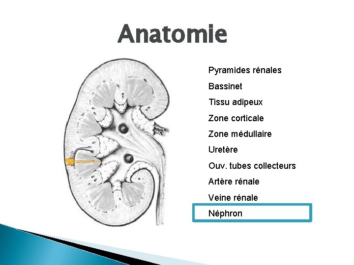 Anatomie Pyramides rénales Bassinet Tissu adipeux Zone corticale Zone médullaire Uretère Ouv. tubes collecteurs