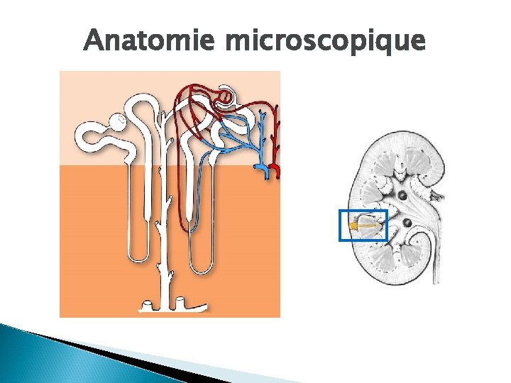 Anatomie microscopique 