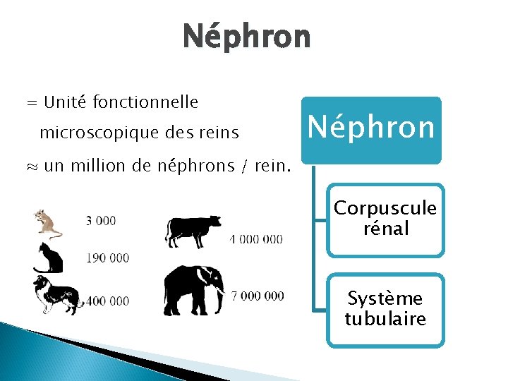 Néphron = Unité fonctionnelle microscopique des reins Néphron ≈ un million de néphrons /