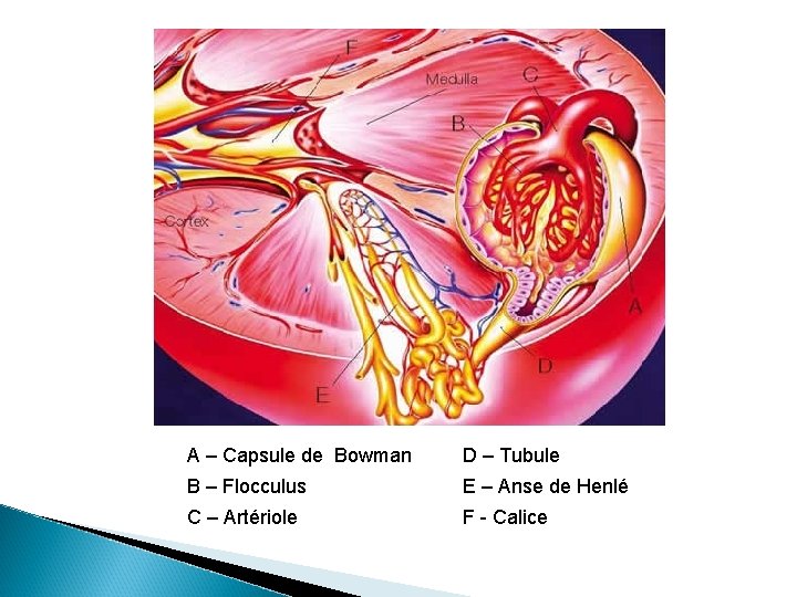 A – Capsule de Bowman D – Tubule B – Flocculus E – Anse