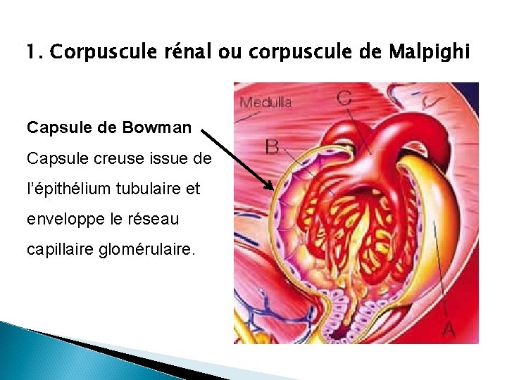 1. Corpuscule rénal ou corpuscule de Malpighi Capsule de Bowman Capsule creuse issue de