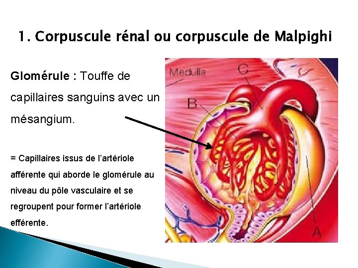 1. Corpuscule rénal ou corpuscule de Malpighi Glomérule : Touffe de capillaires sanguins avec